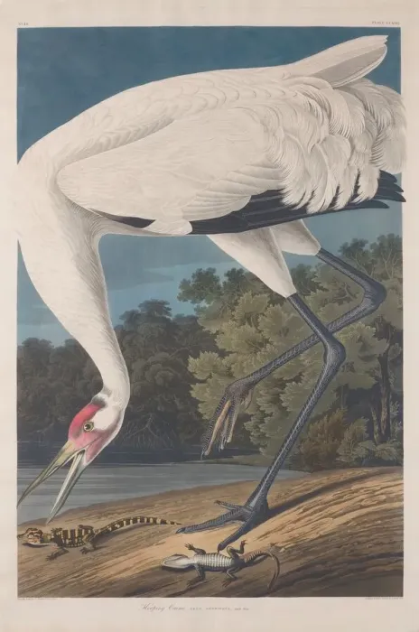 Framed Print : Hooping Crane, 1834. Creator: Robert Havell Framed Print : Hooping Crane, 1834. Creator: Robert Havell