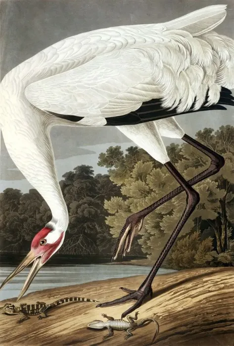 Framed Print : Hooping Crane, Grus Americana, 1845 Framed Print : Hooping Crane, Grus Americana, 1845