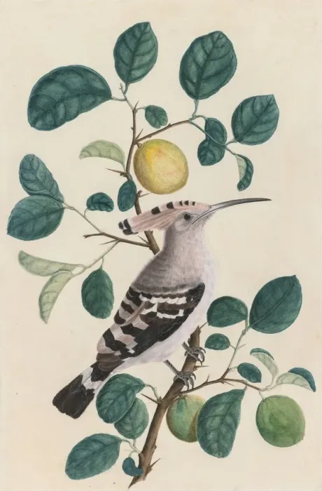 Framed Print : Hoopoe on a Citrus Tree Branch, c. 1800. Creator: Unknown Framed Print : Hoopoe on a Citrus Tree Branch, c. 1800. Creator: Unknown
