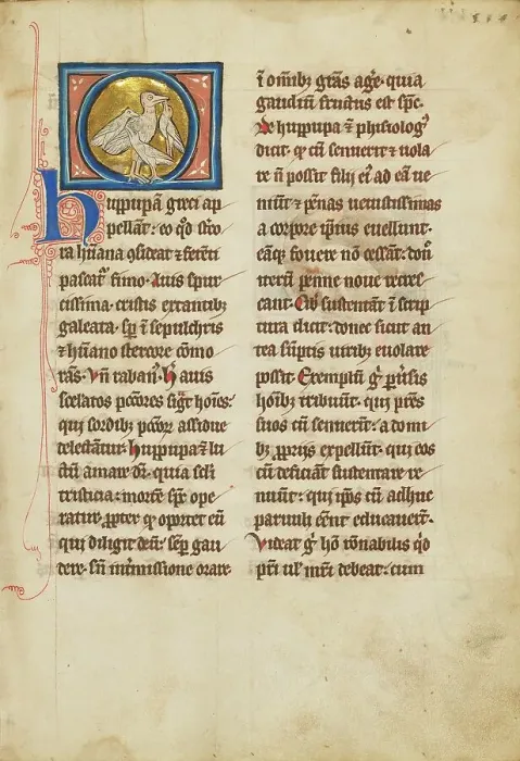 Framed Print : A Hoopoe; De Natura Avium; De Pastoribus et Ovibus; Bestiarium, 1277 or after. Creator: Unknown Framed Print : A Hoopoe; De Natura Avium; De Pastoribus et Ovibus; Bestiarium, 1277 or after. Creator: Unknown