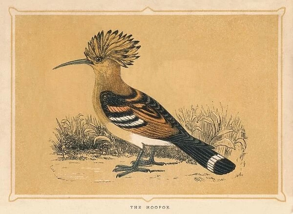 The Hoopoe, (Upupa epops), c1850, (1856)