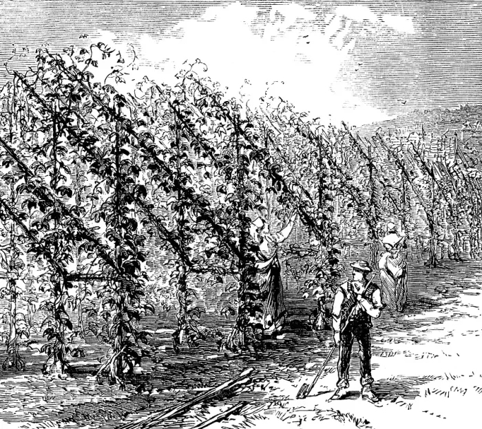 Framed Print : Hop-growing on the vinery principle, 1873. Creator: Unknown Framed Print : Hop-growing on the vinery principle, 1873. Creator: Unknown