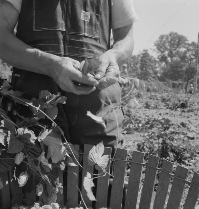 Framed Print : Hop picker, once Nebraska farm owner, near Independence, Polk County, Oregon, 1939. Creator: Dorothea Lange Framed Print : Hop picker, once Nebraska farm owner, near Independence, Polk County, Oregon, 1939. Creator: Dorothea Lange