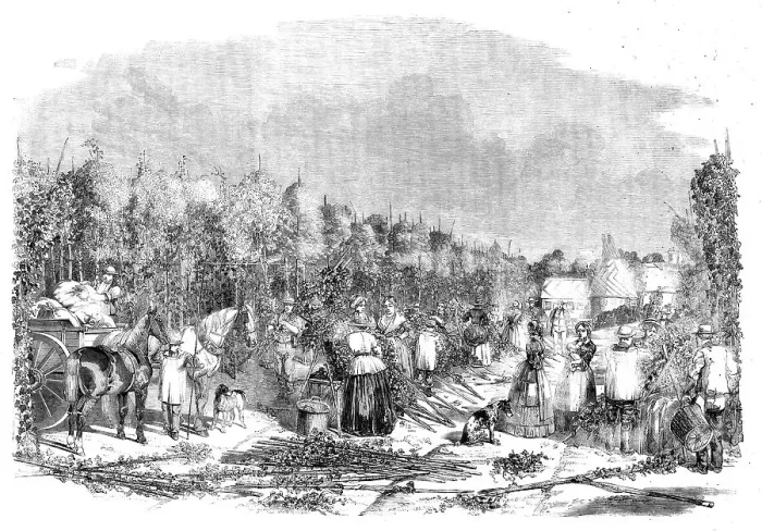Framed Print : Hop-picking, 1858. Creator: Unknown Framed Print : Hop-picking, 1858. Creator: Unknown
