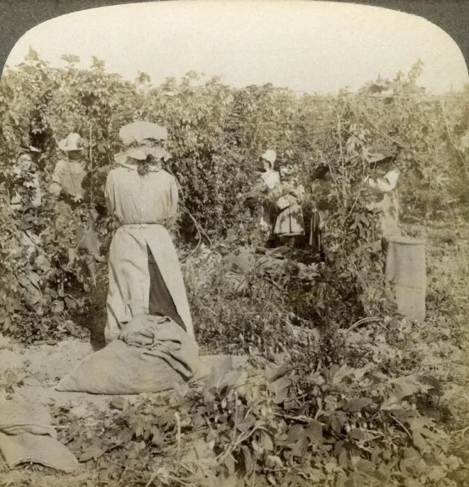 Framed Print : Hop picking, Eugene, Oregon, USA. Artist: Underwood & Underwood Framed Print : Hop picking, Eugene, Oregon, USA. Artist: Underwood & Underwood