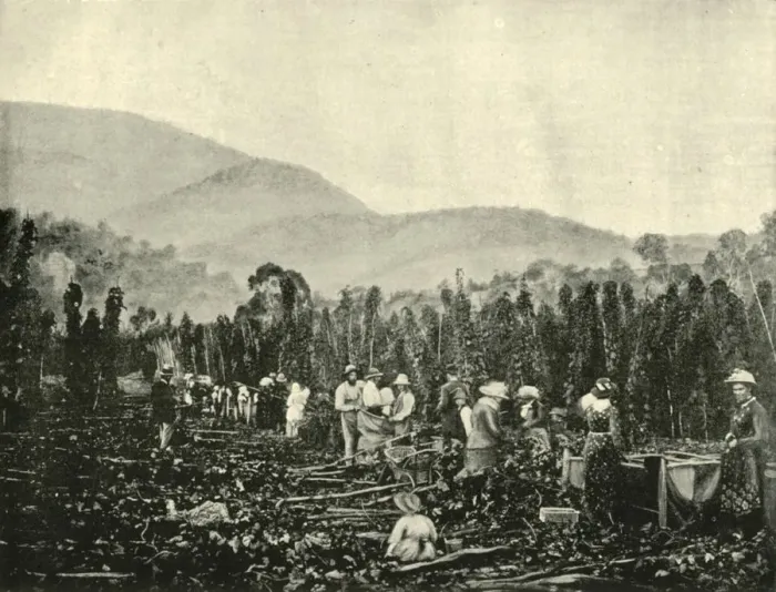Framed Print : Hop Picking in Tasmania, 1901. Creator: Unknown Framed Print : Hop Picking in Tasmania, 1901. Creator: Unknown