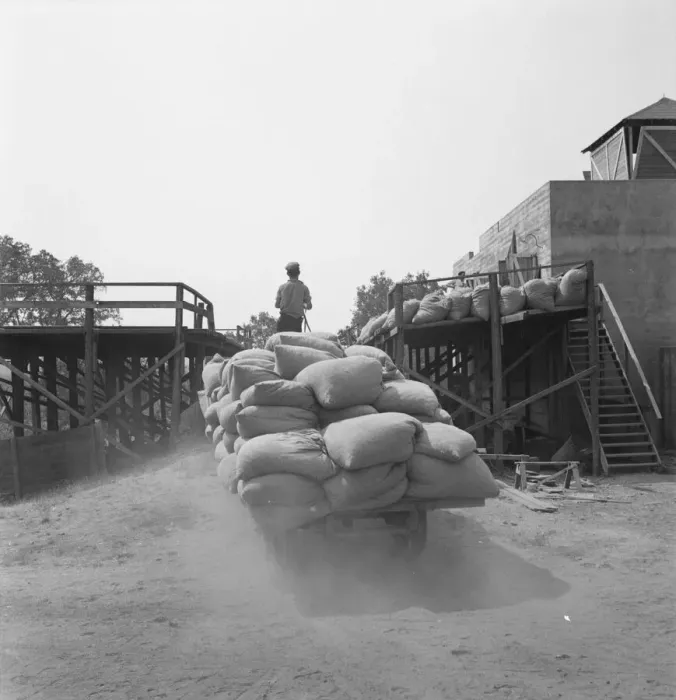 Framed Print : Hop, transported from field to kiln, near Grants Pass, Josephine County, Oregon, 1939. Creator: Dorothea Lange Framed Print : Hop, transported from field to kiln, near Grants Pass, Josephine County, Oregon, 1939. Creator: Dorothea Lange