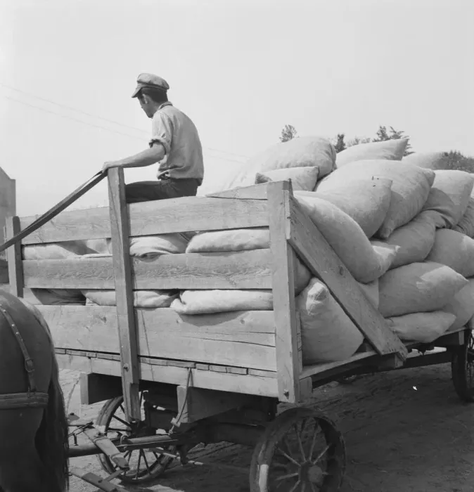 Framed Print : Hop, transported from field to kiln, near Grants Pass, Josephine County, Oregon, 1939. Creator: Dorothea Lange Framed Print : Hop, transported from field to kiln, near Grants Pass, Josephine County, Oregon, 1939. Creator: Dorothea Lange