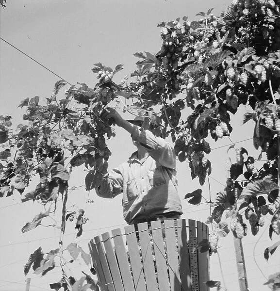 Hop vine and hop picker, near Independence, Polk County, Oregon, 1939. Creator: Dorothea Lange