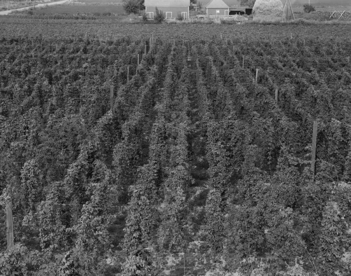 Framed Print : Hop yard on ranch of M. Rivard in French-Canadian... Yakima Valley, Moxee Valley, Washington, 1939. Creator: Dorothea Lange Framed Print : Hop yard on ranch of M. Rivard in French-Canadian... Yakima Valley, Moxee Valley, Washington, 1939. Creator: Dorothea Lange