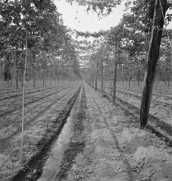 Hop yard, shows poles, wires, irrigation ditch and hop vine... Yakima Valley, Washington, 1939. Creator: Dorothea Lange