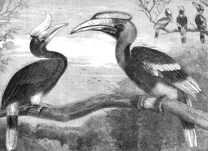 Framed Print : The Hornbills, in the Gardens of the Zoological Society, Regent's Park, 1864. Creator: Pearson Framed Print : The Hornbills, in the Gardens of the Zoological Society, Regent's Park, 1864. Creator: Pearson