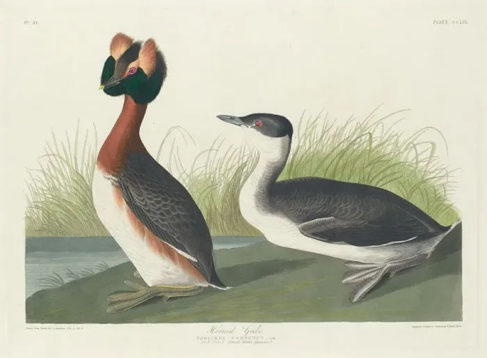Framed Print : Horned Grebe, 1835. Creator: Robert Havell Framed Print : Horned Grebe, 1835. Creator: Robert Havell
