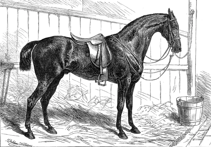 Framed Print : The Horse Show at the Agricultural Hall, Islington: the Prince of Wales's Park Cob, Bob, 1874. Creator: Unknown. The Horse Show at the Agricultural Hall, Islington: the Prince of Wales's Park Cob, Bob, 1874 Framed Print : The Horse Show at the Agricultural Hall, Islington: the Prince of Wales's Park Cob, Bob, 1874. Creator: Unknown. The Horse Show at the Agricultural Hall, Islington: the Prince of Wales's Park Cob, Bob, 1874