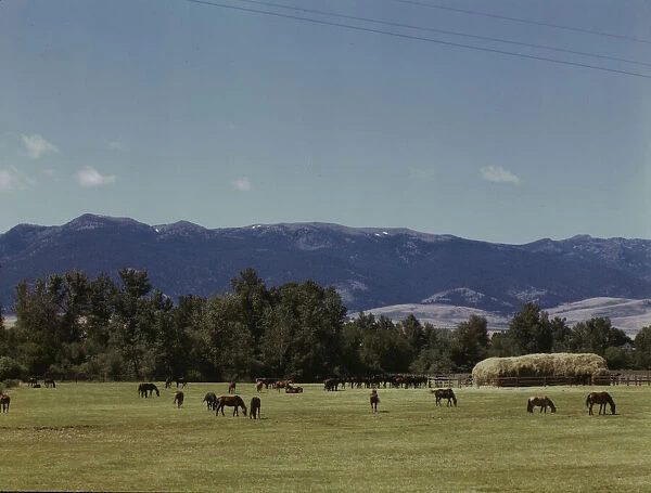 Horse breeding ranch, Grant Co. Oregon, 1942. Creator: Russell Lee