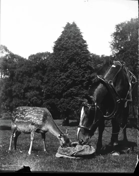 Framed Print : Horse and deer eating from bag, c1900s. Creator: Robert Augustus Henry L'Estrange. Horse and deer eating from bag, c1900s. Creator: Robert Augustus Henry L'Estrange