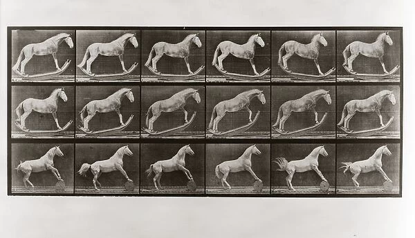 Horse on Rockers and Horse Rolling a Barrel, Plate 649 from Animal Locomotion, 1887