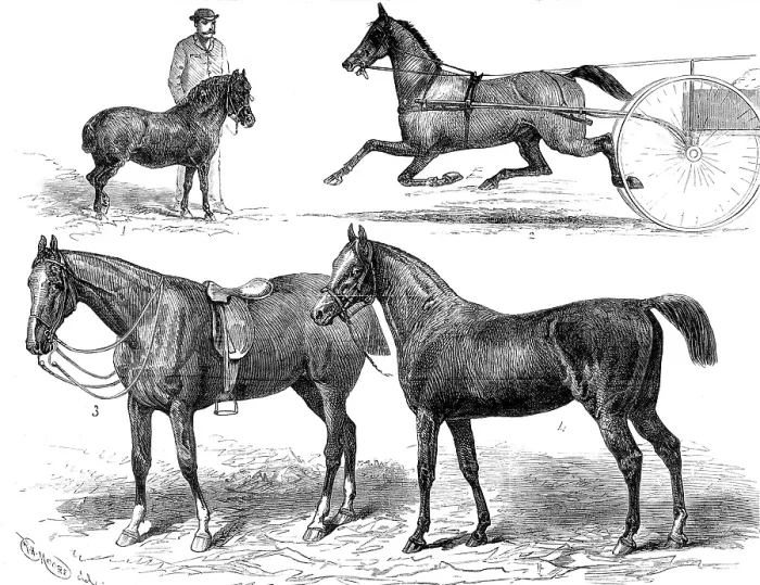 Framed Print : The Horse Show, 1880. Creator: Unknown Framed Print : The Horse Show, 1880. Creator: Unknown