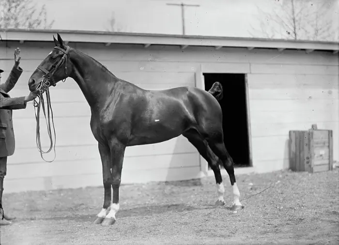 Framed Print : Horse Shows - Horses. 1911. Creator: Harris & Ewing. Horse Shows - Horses. 1911. Creator: Harris & Ewing Framed Print : Horse Shows - Horses. 1911. Creator: Harris & Ewing. Horse Shows - Horses. 1911. Creator: Harris & Ewing