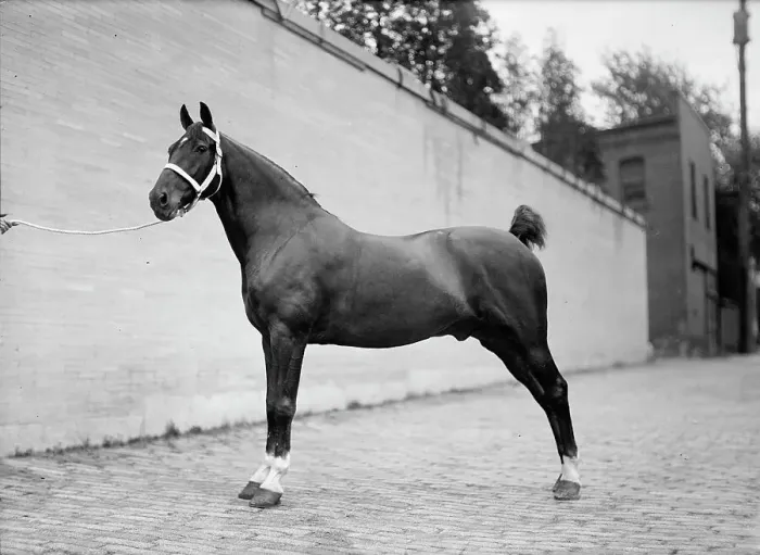 Framed Print : Horse Shows - Mclean Horses, 1912. Creator: Harris & Ewing. Horse Shows - Mclean Horses, 1912. Creator: Harris & Ewing Framed Print : Horse Shows - Mclean Horses, 1912. Creator: Harris & Ewing. Horse Shows - Mclean Horses, 1912. Creator: Harris & Ewing