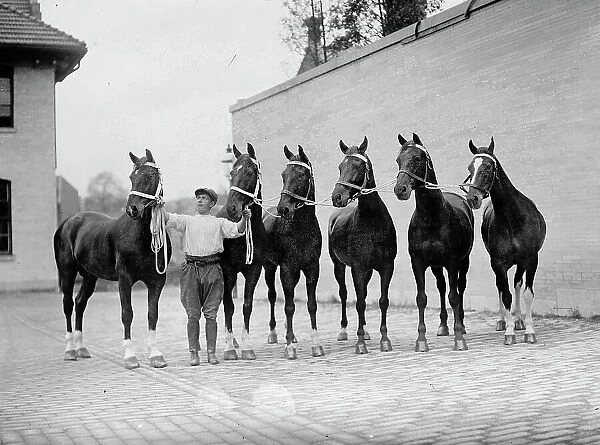 Horse Shows - Mclean Horses, 1912. Creator: Harris & Ewing. Horse Shows - Mclean Horses, 1912. Creator: Harris & Ewing