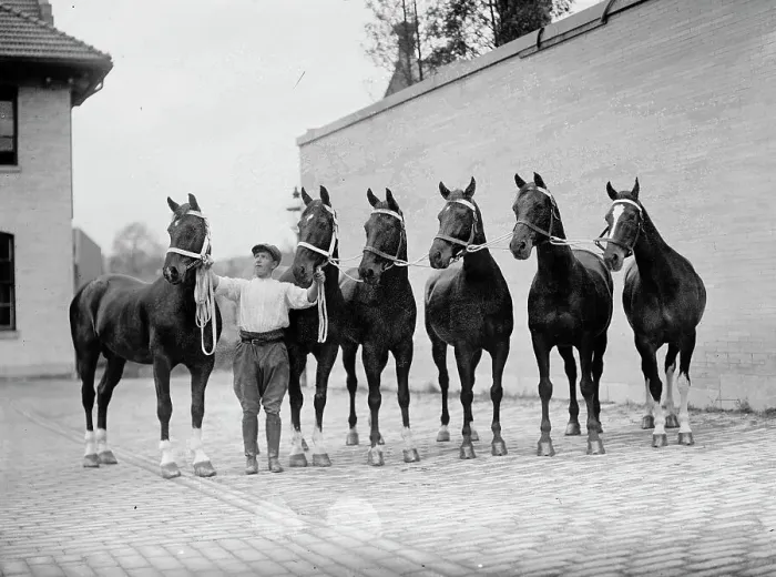 Framed Print : Horse Shows - Mclean Horses, 1912. Creator: Harris & Ewing. Horse Shows - Mclean Horses, 1912. Creator: Harris & Ewing Framed Print : Horse Shows - Mclean Horses, 1912. Creator: Harris & Ewing. Horse Shows - Mclean Horses, 1912. Creator: Harris & Ewing