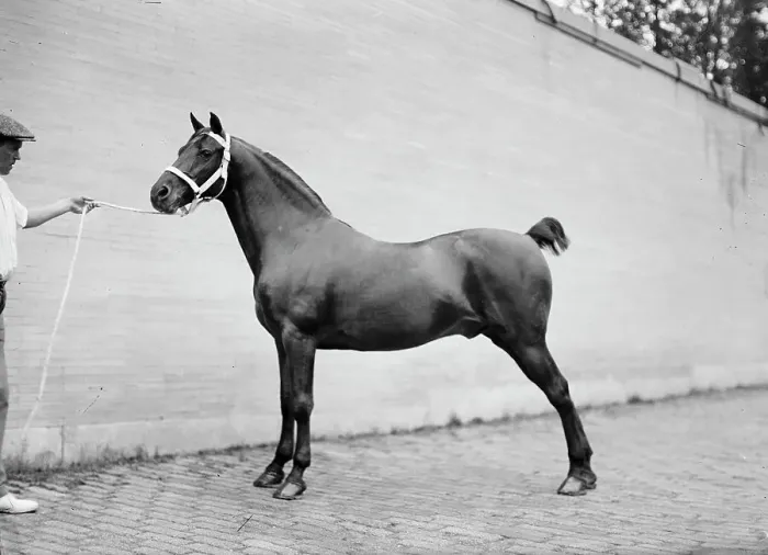 Framed Print : Horse Shows - Mclean Horses, 1912. Creator: Harris & Ewing. Horse Shows - Mclean Horses, 1912. Creator: Harris & Ewing Framed Print : Horse Shows - Mclean Horses, 1912. Creator: Harris & Ewing. Horse Shows - Mclean Horses, 1912. Creator: Harris & Ewing