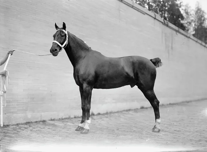 Framed Print : Horse Shows - Mclean Horses, 1912. Creator: Harris & Ewing. Horse Shows - Mclean Horses, 1912. Creator: Harris & Ewing Framed Print : Horse Shows - Mclean Horses, 1912. Creator: Harris & Ewing. Horse Shows - Mclean Horses, 1912. Creator: Harris & Ewing