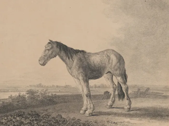 Framed Print : Horse standing on a field in profile to left, 1809. Creator: Adam von Bartsch Framed Print : Horse standing on a field in profile to left, 1809. Creator: Adam von Bartsch