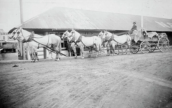 Horse team starting on trail to Chitina, between c1900 and 1927. Creator: Unknown