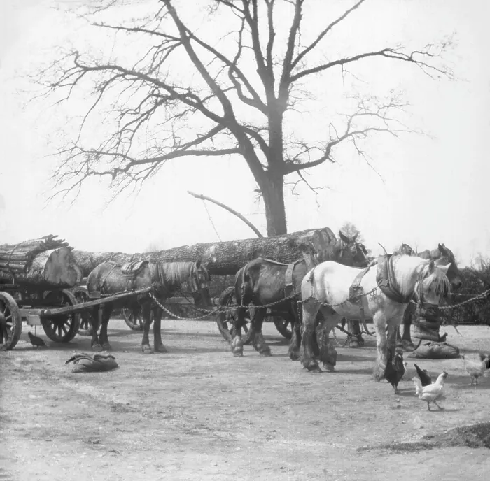 Framed Print : Horse wagon with timber logs, c1900s. Creator: Robert Augustus Henry L'Estrange. Horse wagon with timber logs, c1900s. Creator: Robert Augustus Henry L'Estrange Framed Print : Horse wagon with timber logs, c1900s. Creator: Robert Augustus Henry L'Estrange. Horse wagon with timber logs, c1900s. Creator: Robert Augustus Henry L'Estrange