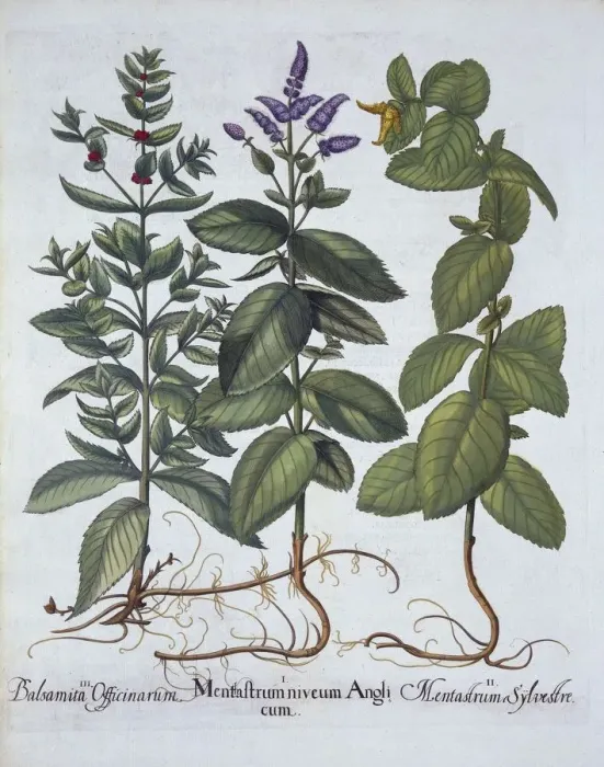 Framed Print : Horsemint and Spearmint, from Hortus Eystettensis, by Basil Besler (1561-1629), pub Framed Print : Horsemint and Spearmint, from Hortus Eystettensis, by Basil Besler (1561-1629), pub
