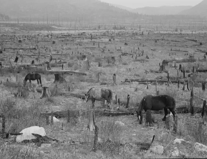 Framed Print : Horses pasturing among stumps and snags, Priest River Valley, Bonner County, Idaho, 1939. Creator: Dorothea Lange Framed Print : Horses pasturing among stumps and snags, Priest River Valley, Bonner County, Idaho, 1939. Creator: Dorothea Lange