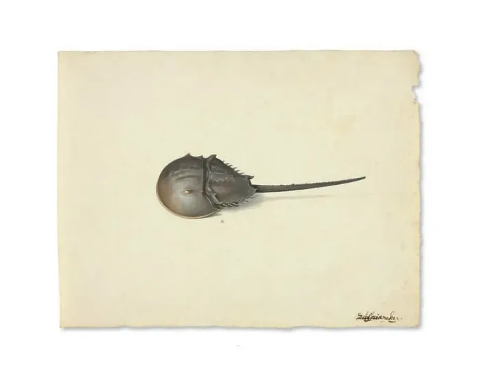 Framed Print : A Horseshoe Crab, n.d. Creator: Pieter Holsteyn the Younger Framed Print : A Horseshoe Crab, n.d. Creator: Pieter Holsteyn the Younger