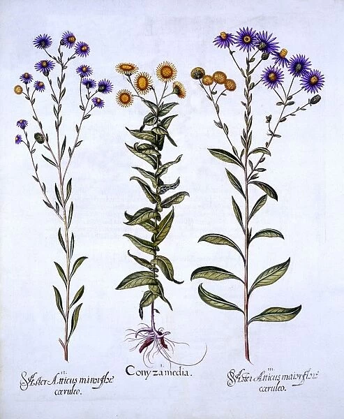 Horseweed  /  Butterweed  /  Fleabane and European Michaelmas Daisies, from Hortus Eystettensis