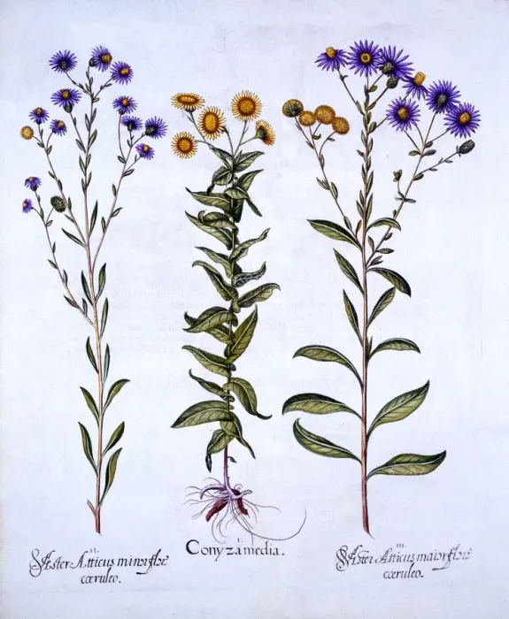 Framed Print : Horseweed / Butterweed / Fleabane and European Michaelmas Daisies, from Hortus Eystettensis Framed Print : Horseweed / Butterweed / Fleabane and European Michaelmas Daisies, from Hortus Eystettensis