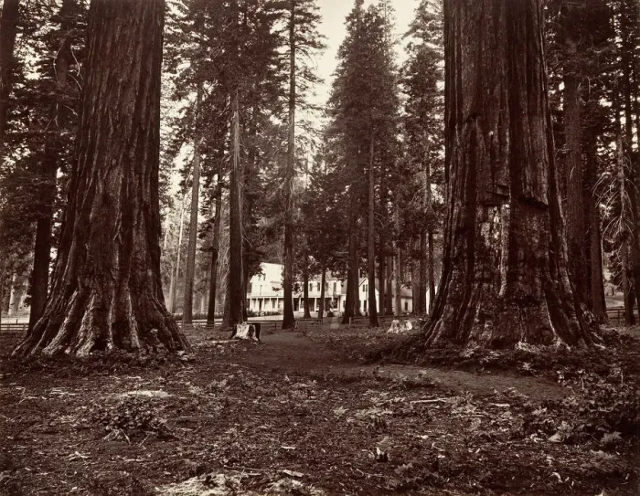 Framed Print : The Hotel from Mammoth Grove, ca. 1872, printed ca. 1876