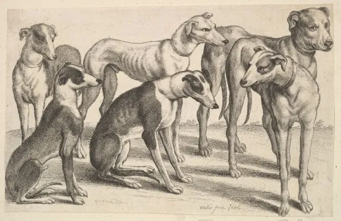 Framed Print : Six Hounds, 1646. Creator: Wenceslaus Hollar Framed Print : Six Hounds, 1646. Creator: Wenceslaus Hollar
