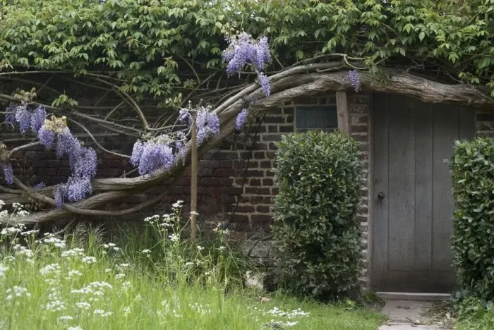 Framed Print : A house covered by ancient wisteria branches, close to Richmond Park, Richmond, England Framed Print : A house covered by ancient wisteria branches, close to Richmond Park, Richmond, England