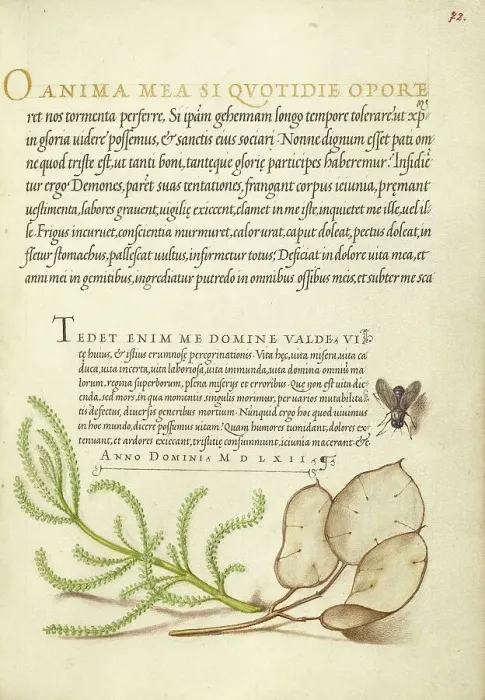 Framed Print : House Fly, Lavender Cotton, and Money Plant, 1561-1562; illumination added 1591-1596. Creator: Joris Hoefnagel Framed Print : House Fly, Lavender Cotton, and Money Plant, 1561-1562; illumination added 1591-1596. Creator: Joris Hoefnagel