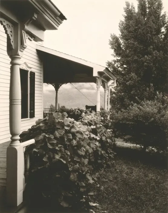 Framed Print : House and Grape Leaves, 1934. Creator: Alfred Stieglitz Framed Print : House and Grape Leaves, 1934. Creator: Alfred Stieglitz