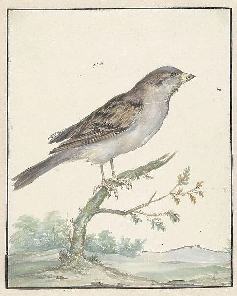 House sparrow, 1650-1719. Creator: Jan Weenix