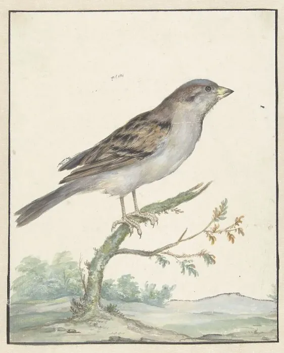 Framed Print : House sparrow, 1650-1719. Creator: Jan Weenix Framed Print : House sparrow, 1650-1719. Creator: Jan Weenix
