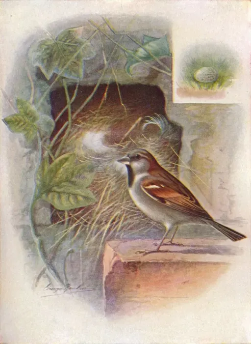 Framed Print : House-Sparrow -- Pas ser domes ticus, c1910, (1910). Artist: George James Rankin Framed Print : House-Sparrow -- Pas ser domes ticus, c1910, (1910). Artist: George James Rankin