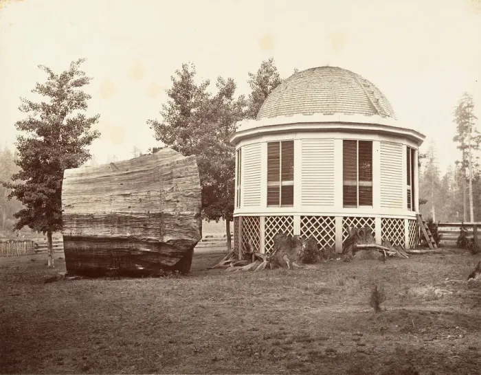 Framed Print : The House over a Stump of a Big Tree, 1865-66, printed ca. 1876 Framed Print : The House over a Stump of a Big Tree, 1865-66, printed ca. 1876