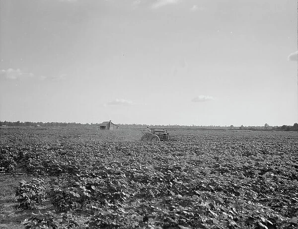 Houses dot the fields, abandoned, Aldridge Plantation near Leland, Mississippi, 1937. Creator: Dorothea Lange