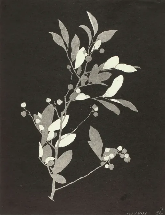 Framed Print : Huckleberry, 1924. Creator: Bolton Coit Brown Framed Print : Huckleberry, 1924. Creator: Bolton Coit Brown