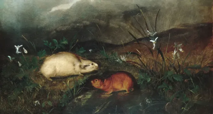 Framed Print : Hudsons Bay Lemming, 1846. Creator: John Woodhouse Audubon Framed Print : Hudsons Bay Lemming, 1846. Creator: John Woodhouse Audubon