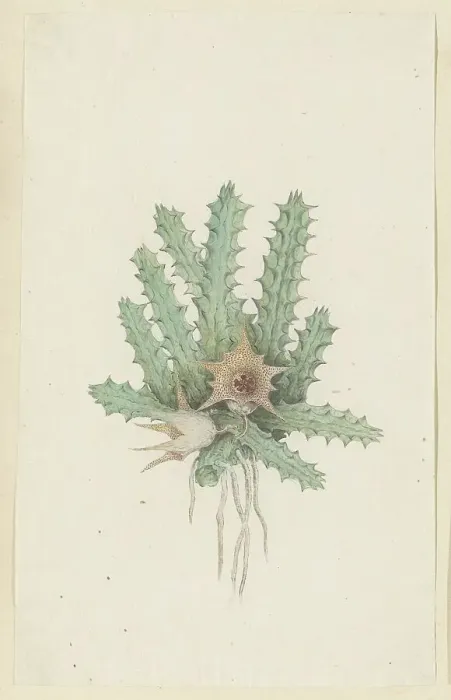 Framed Print : Huernia barbata (Masson) Haw. 1777-1786. Creator: Robert Jacob Gordon Framed Print : Huernia barbata (Masson) Haw. 1777-1786. Creator: Robert Jacob Gordon