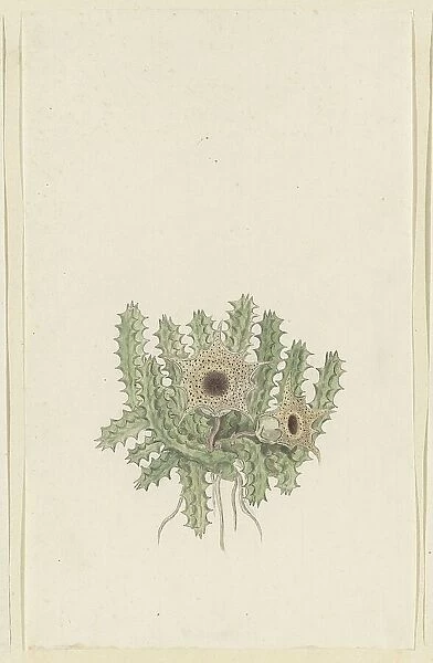 Huernia barbata (Masson) Haw. 1777-1786. Creator: Robert Jacob Gordon
